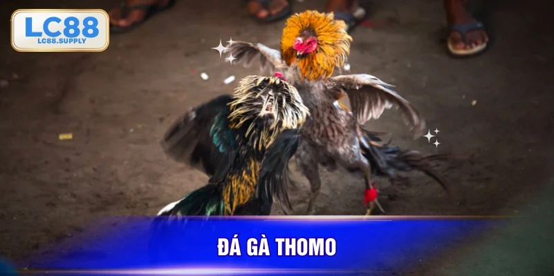 đá gà thomo